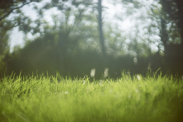 close up green grass Beautiful nature background,selective focus ,blurred background, sunlight from natural,filtered image