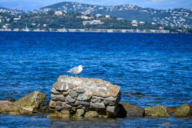 Saint-Tropez 'in mavi Akdeniz sularında bir taşın üzerine tünemiş bir martı tepeleri ve uzaktaki yelkenlileri olan..