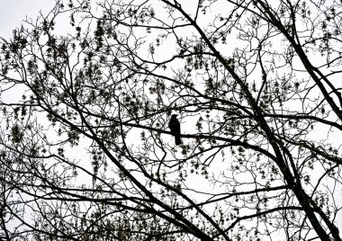 Parlak bir gökyüzüne uzanan çıplak ağaç dallarına tünemiş bir taç silueti minimalist ve karamsar bir doğa sahnesi yaratıyor.