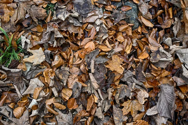 Ormanın zeminine saçılmış kuru sonbahar yapraklarının yakın görüntüsü doğal dokuları ve mevsimsel renkleri gösteriyor..