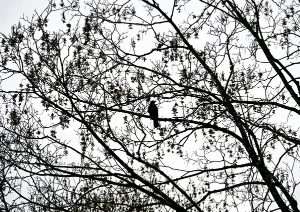 Parlak bir gökyüzüne uzanan çıplak ağaç dallarına tünemiş bir taç silueti minimalist ve karamsar bir doğa sahnesi yaratıyor.