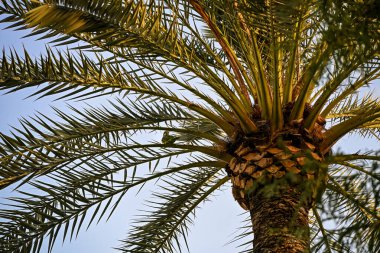 İspanya, Sevilla 'da yaprakların arasına tünemiş muhabbet kuşu olan bir palmiye ağacının alçak açılı görüntüsü