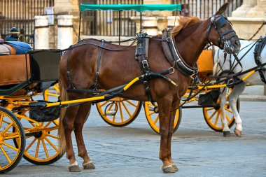 Seville 'de at arabalarında kullanılan kahverengi at, zarif bir şekilde ayakta duruyor, Endülüs geleneğini ve insanlar ve hayvanlar arasındaki ebedi bağı yansıtıyor.