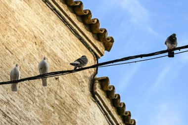 Bir güvercin, Sevilla 'da parlak mavi bir gökyüzüne karşı sakince tüneyerek durgunluğu, dengeyi ve şehir hayatının sessiz ritmini sembolize eder.