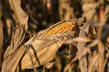 Güneşli bir sonbahar tarlasında kuru kabuklarla çevrili olgun bir mısır koçanı. Altın çekirdekleri ve kurumuş yaprakların dokusunu gösteriyor.