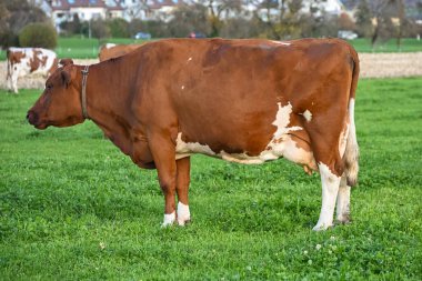 Kahverengi ve beyaz inek yeşil bir çayırda duruyor, sıcak gün ışığında kameraya bakıyor, İsviçre kırsal ve mandıra çiftçiliğini simgeliyor.