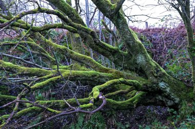 Islak bir İskoç ormanında yosun kaplı ağaç dalları