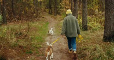 Sarı bereli ve yün ceketli, iki köpeği tasmalı bir köpek ve bir köpeği patikada gezdirirken arkasından tanınmayan genç bir kadını takip eden bir fotoğraf.