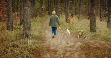 Sarı bereli ve yün ceketli, iki köpeği tasmalı bir köpek ve bir köpeği patikada gezdirirken arkasından tanınmayan genç bir kadını takip eden bir fotoğraf.