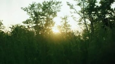 Güzel bir altın gün batımının ya da güneşin doğuşunun sinematik statik çekimi. Parlak güneş, yemyeşil bir çayırın kenarındaki ağaçların siluetlerinde parlıyor.