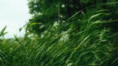 Uzun, yemyeşil kamışların ya da güçlü bir rüzgarda sallanan ve akan çim bıçaklarının sinematik yakın çekimi. Arka planda güzel bulanık yeşil ağaçlar var. Yumuşak bir bokeh oluşturuyor.