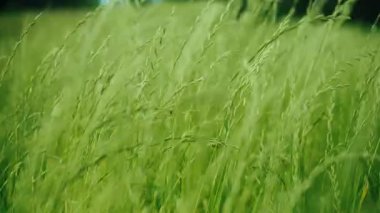 Uzun, yemyeşil çimenlerin rüzgarda hafifçe salındığı sinematik bir yakın çekim. Çimen ve tohum başlarının yaprakları yaz çayırlarında hafif bir esintide hareket eder. Arka plan bulanık ağaçlar.
