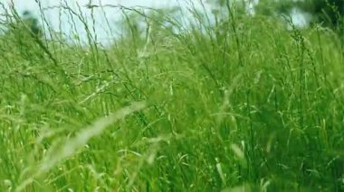 Uzun, yemyeşil çimenlerin rüzgarda hafifçe salındığı sinematik bir yakın çekim. Çimen ve tohum başlarının yaprakları yaz çayırlarında hafif bir esintide hareket eder. Arka plan bulanık ağaçlar.