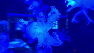 Mor-mavi ışıklandırmalı bir akvaryumda denizanası deniz biyolojisi, okyanus yaşamı estetiği, sanat içeriği ve rahatlama görselleştirmeleri konsepti