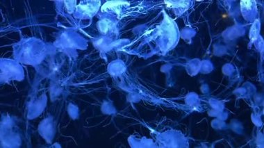 Koyu mavi bir akvaryumda yoğun bir denizanası grubu. Deniz biyolojisi, okyanus yaşamı estetiği, sanat içeriği ve meditasyon görselleştirme kavramı.