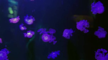 Akvaryumda mor-mavi ışıklı denizanası deniz biyolojisi, biyolüminesans, sanat içeriği, rahatlama ve görsel tasarım kavramı.