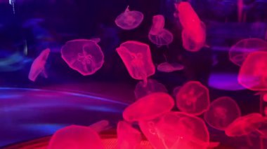 Mor-mavi akvaryum ortamında denizanası deniz biyolojisi, okyanus yaşamı estetiği, sanat içeriği, rahatlama ve görsel tasarım kavramı.