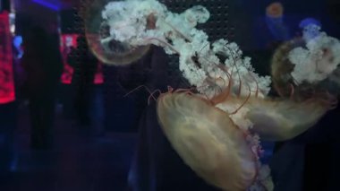 Karanlık bir geçmişi olan bir akvaryumda denizanası deniz biyolojisi, biyolüminesans, okyanus yaşamı estetiği ve bilimsel ve yaratıcı içerik için sanat görselleştirmesi kavramı.