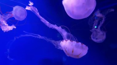 Derin mavi akvaryum ortamında iki denizanası deniz biyolojisi, biyolüminesans, okyanus yaşamı estetiği ve bilimsel ve yaratıcı içerik için sanat görselleştirmesi kavramı..