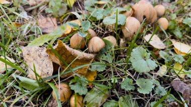 Sonbahar yabani mantarları Parasola auricoma çimenlerin arasında orman çöpü ve yapraklar doğal doku, ekolojik tema, mevsimsel estetik