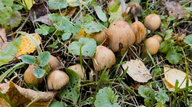 Sonbahar yabani mantarları Parasola auricoma çimenlerin arasında orman çöpü ve yapraklar doğal doku, ekolojik tema, mevsimsel estetik