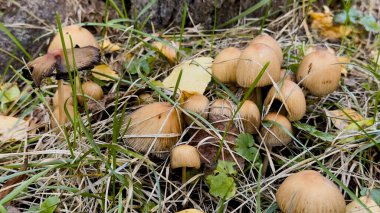 Sonbahar yabani mantarları Parasola auricoma çimenlerin arasında orman çöpü ve yapraklar doğal doku, ekolojik tema, mevsimsel estetik