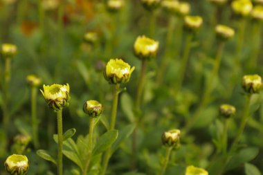 Baharın uyanışı: yeşil yapraklar arasında sarı çiçek tomurcukları yeni bir hayatın, umudun ve doğal yenilenmenin sembolüdür.