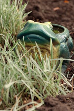 Çimenler arasında bahçe dekoru olarak seramik bir kurbağa, çevre dostu tasarım, DIY projeleri ve iç tasarımda ilham için özgün bir unsurdur..