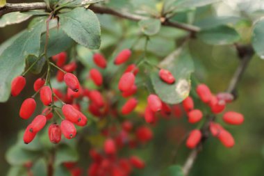 Yeşil yaprakların arasındaki bir daldaki parlak böğürtlen, botanik, sağlıklı beslenme, sonbahar doğası ve doğal kozmetik konularına ilham verir..