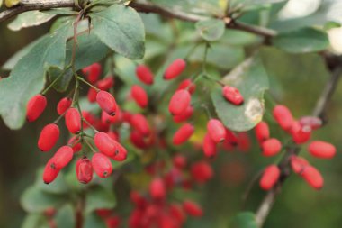 Yeşil yaprakların arasındaki bir daldaki parlak böğürtlen, botanik, sağlıklı beslenme, sonbahar doğası ve doğal kozmetik konularına ilham verir..