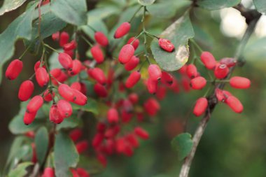 Yeşil yaprakların arasındaki bir daldaki parlak böğürtlen, botanik, sağlıklı beslenme, sonbahar doğası ve doğal kozmetik konularına ilham verir..