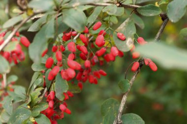 Yeşil yaprakların arasındaki bir daldaki parlak böğürtlen, botanik, sağlıklı beslenme, sonbahar doğası ve doğal kozmetik konularına ilham verir..