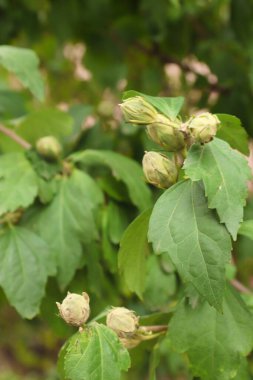 Bir bahçenin arka planına karşı Suriye ambarının filizlenmesi dekoratif güzelliğin, yaz çiçeklenmesinin ve doğal zarafetin sembolüdür..