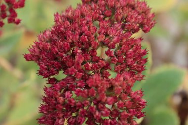Bahçedeki Blooming Stonecrop (Sedum) tasarım, botanik ve ekolojik temalar için pembe-kırmızı infloresans içeren dekoratif sulu bir bitki.