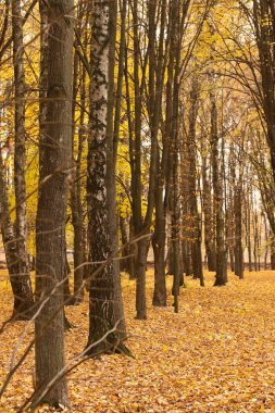 Yapraklardan oluşan altın halılı bir sonbahar ormanı mevsimsel tasarım, ekolojik temalar, meditasyon ve arka plan kompozisyonları için doğal bir ortamdır..