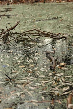 Orman rezervlerinin mevsimsel kirliliği ördek otu, dallar ve yaprakları ekolojik projeler, arka planlar, araştırma ve tasarım için doğal doku olarak sunar.