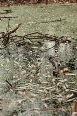Orman rezervlerinin mevsimsel kirliliği ördek otu, dallar ve yaprakları ekolojik projeler, arka planlar, araştırma ve tasarım için doğal doku olarak sunar.