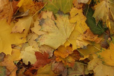 Renkli sonbahar yapraklarının yakın çekimi: mevsimsel tasarımlar için doğal doku, çevre dostu projeler, eğitim materyalleri ve arka planlar