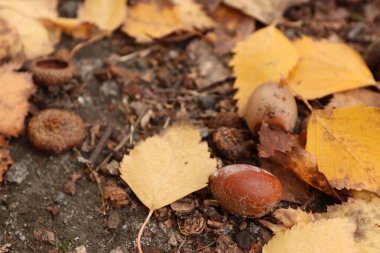 Yerdeki meşe palamutları ve sonbahar yaprakları: çevre dostu tasarım için doğal dokular, eğitim malzemeleri, mevsimsel içerik ve arka planlar