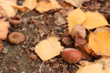 Yerdeki meşe palamutları ve sonbahar yaprakları: çevre dostu tasarım için doğal dokular, eğitim malzemeleri, mevsimsel içerik ve arka planlar
