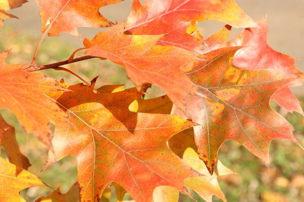 Close-up of autumn oak leaves  vibrant natural colors for seasonal design, eco-projects, and educational materials