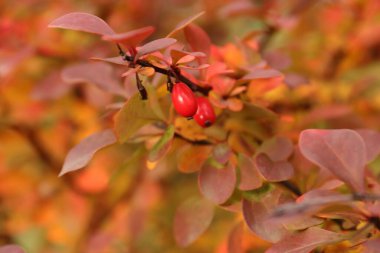 Kırmızı böğürtlenli güz böğürtlenleri mevsimsel tasarım, botanik çizimler ve ekolojik projeler için doğal bir doku.