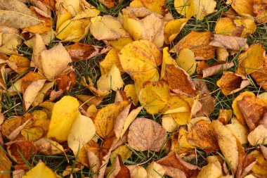 Yere düşen sonbahar ıhlamur yaprakları mevsimsel tasarım, eğitim malzemeleri ve eko-dekor için doğal bir doku..