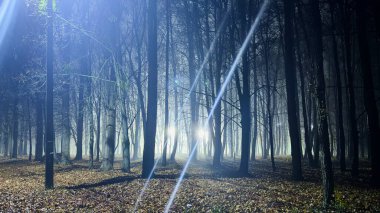 Sisli bir sonbahar ormanı, çıplak ağaçların arasından parlayan ışık huzmeleri mevsimsel tasarım, mistik hikayeler, çevresel içerik ve editoryal kullanım için atmosferik bir sahne..