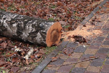 Asfalt yolun kenarındaki yeni kesilmiş bir ağaç gövdesi talaş ve sonbahar yapraklarıyla kaplı bir fotoğraf bırakarak peyzaj, yeşil alan bakımı, çevre konuları, eğitim materyalleri, ahşap, kentselcilik, mevsimsel değişiklikler hakkında makaleler sunar.