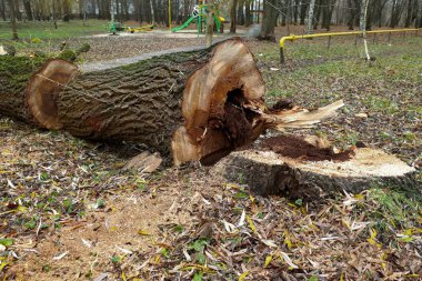 Orman bölgesinde çürüme belirtileri gösteren bir ağaç çevre projeleri, ahşap durum çalışmaları, eğitim materyalleri, doğa koruma içeriği ve ormancılık, çevre güvenliği ve ekosistem değişimi hakkında makaleler içeren bir belgesel fotoğrafı.