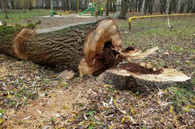 Orman bölgesinde çürüme belirtileri gösteren bir ağaç çevre projeleri, ahşap durum çalışmaları, eğitim materyalleri, doğa koruma içeriği ve ormancılık, çevre güvenliği ve ekosistem değişimi hakkında makaleler içeren bir belgesel fotoğrafı.