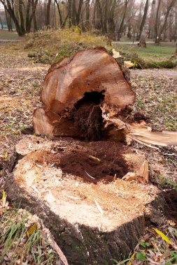 Çevre projeleri, eğitim materyalleri, ahşap durumu araştırmaları için doğal çevre belgesel fotoğrafında iç bozulma belirtileri olan taze kesilmiş ağaç.
