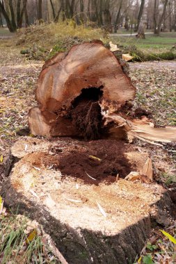 Çevre projeleri, eğitim materyalleri, ahşap durumu araştırmaları için doğal çevre belgesel fotoğrafında iç bozulma belirtileri olan taze kesilmiş ağaç.