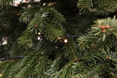 Sıcak bir şenlik atmosferinde sıcak çelenkleri olan Noel ağacı dallarına yakın çekim